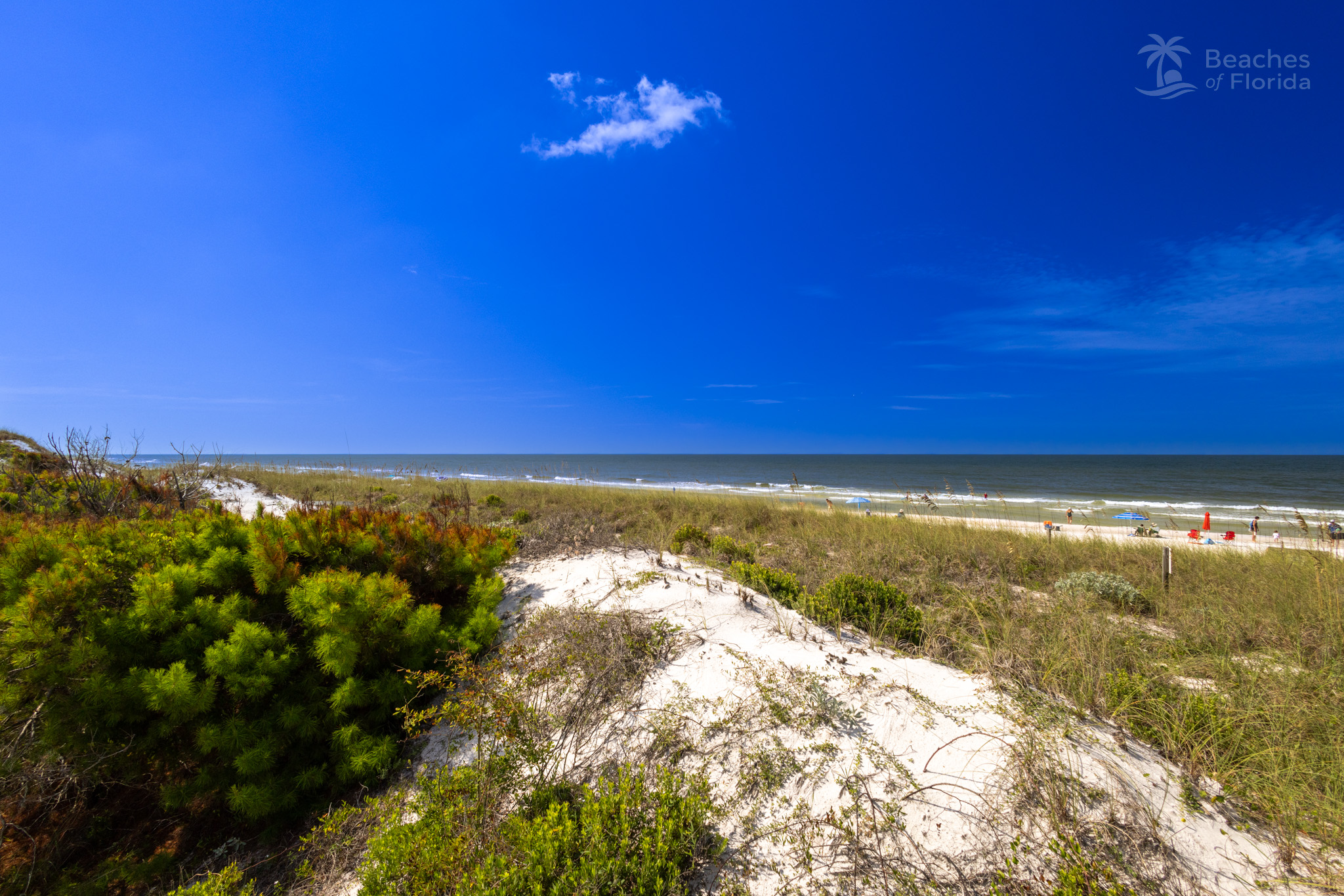 View of Inlet Beach from the dunes with coastal vegetation and Gulf in the distance